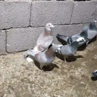 پلاکی|پرنده|اردبیل, |دیوار