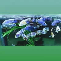 ماهی ردلاین