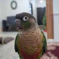 طوطی گرینچیک