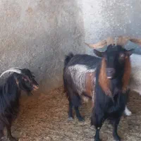 بز نر آلپاین