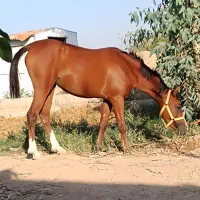 اسب|اسب و تجهیزات اسب‌سواری|کارون, |دیوار