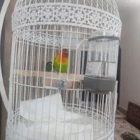 طوطی برزیلی کوتوله نر و خیلی زیبا