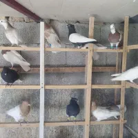 کبوتر رنگی پرشی