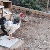 خروس سر حال و جوان