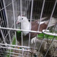 یک عدد کربلای