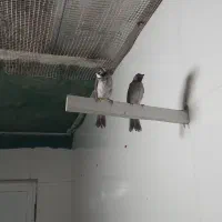 ی جفت جوجه قناری با یک عدد قناری بالغ