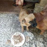 واگذاری پامراتوافقی