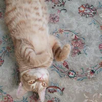 واگذاری گربه نر dsh رایگان