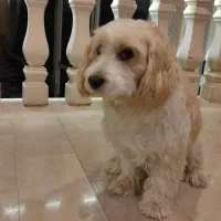 سگ شیتزو نر|سگ|رودهن, |دیوار