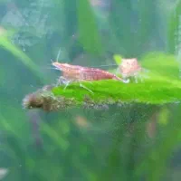 میگو رد چری ،ماهی