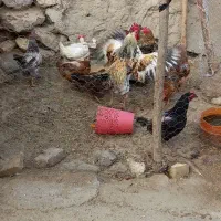 مرغ و خروس محلی|حیوانات مزرعه|صحنه, |دیوار