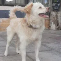 پامر اشپیتز