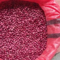 فروش لوبیا قرمز امسالی