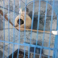 فروش ملنگو و  مرغ عشق فنج نرگس|پرنده|میناب, |دیوار