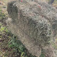 علوفه پشه دوره|لوازم جانبی حیوانات|سراب, |دیوار