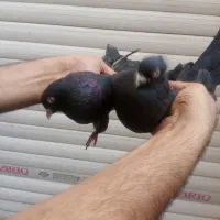 کبوتر زاغ ابادانی