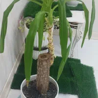 گیاه آپارتمانی زیبا