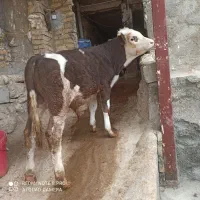 گوساله ‌سیمتال‌نر