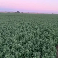 فروش بذر گندم مادری