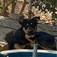 توله سگ|سگ|اصفهان, دنارت|دیوار