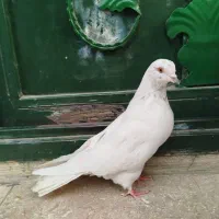 کبوتر پرشی گرفتنی تیر ماهی ۶تا ماده یکجایی|پرنده|تهران, نعمت‌آباد|دیوار