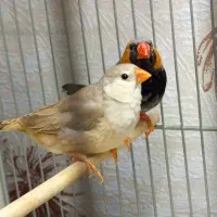 فنچ زبرا خاص