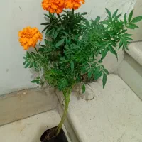 دوتا شاخه گل با ریشه