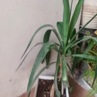 فروش گل|گل و گیاه طبیعی|قدس, شهر‌قدس|دیوار