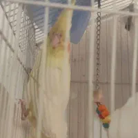 عروس هلندی زعفرانی و لیتینو|پرنده|خرمشهر, |دیوار