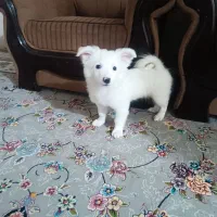 حیوان|سگ|بندرعباس, |دیوار