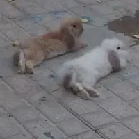 سلام دوعددخرگوش لوپ گم شده|موش و خرگوش|تربت جام, شهید نصرالهی|دیوار