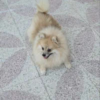 پامر روباهی|سگ|کوار, |دیوار