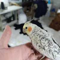 عروس هلندی دستی