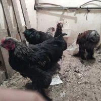 خروس برهما بلک نژاد اصل|حیوانات مزرعه|هشتگرد, خور|دیوار