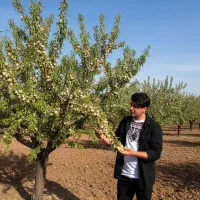 نهال بادام پربار با تخفیف ویژه همین الان تماس بگیر|گل و گیاه طبیعی|قزوین, |دیوار