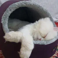 گربه نر برای جفت گیری