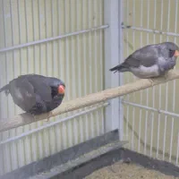 فنچ شارکول|پرنده|بندرعباس, |دیوار