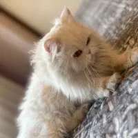 گربه ماده آماده ی فحل پرشین اسکاتیش