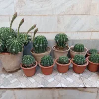 انواع گل های طبیعی|گل و گیاه طبیعی|بناب, |دیوار