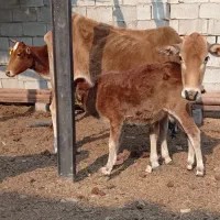 گاو. با  گوساله|حیوانات مزرعه|شادگان, |دیوار