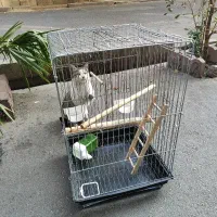 قفس طوطی سانان و غیره|لوازم جانبی حیوانات|تهران, امام زاده عبدالله|دیوار