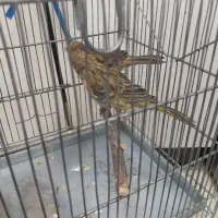 قناری سوخته   ،جوجه سوپری