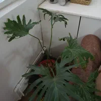 تعدادی گل و گلدان|گل و گیاه طبیعی|کرمان, |دیوار