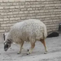 گوسفند|حیوانات مزرعه|سراوان, |دیوار