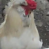 خروس زینتی سلطان