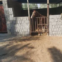 اسب|اسب و تجهیزات اسبسواری|بوشهر, |دیوار