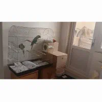 شاه طوطی سخنگو|پرنده|بستان آباد, |دیوار