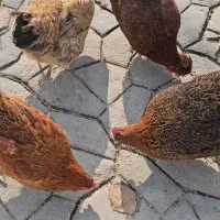 ۴ عدد مرغ تخم گزار ۲ ساله و ۲ عدد خروس|حیوانات مزرعه|فردوسیه, |دیوار