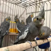 عروس هلندی جوجه|پرنده|تهران, زرکش|دیوار