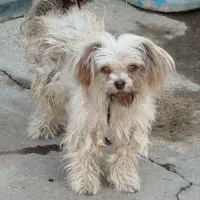 آروم و بازی گوش وباهوش|سگ|میاندوآب, |دیوار